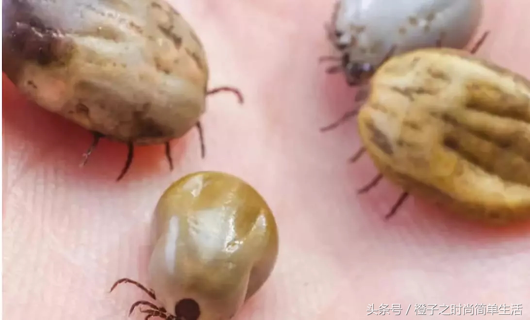 床上螨虫多身上会出红点点吗,螨虫自然死亡时间