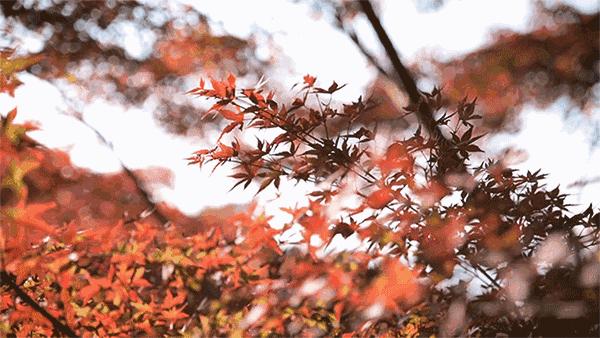 湖北赏秋十大景点,湖北十月最佳赏秋线路