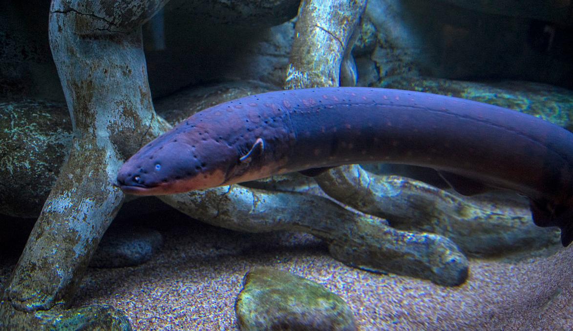 鳄鱼咬了一口电鳗没了,电鳗把鳄鱼电死电鳗还能活吗