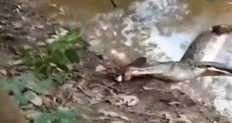 鳄鱼咬了一口电鳗没了,电鳗把鳄鱼电死电鳗还能活吗