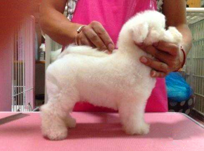 比熊不能遛很爱脏,比熊犬什么时候可以洗澡