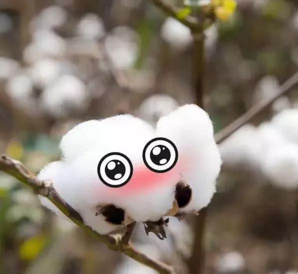 45支纯棉和50支纯棉哪个贵,同样是纯棉为何手感不一样