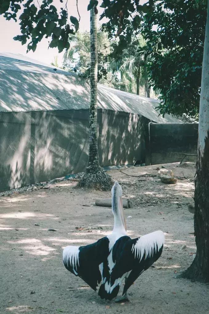 澳大利亚凯恩斯大堡礁旅游,凯恩斯绿岛大堡礁游记