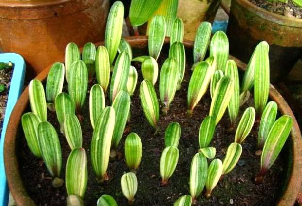 君子兰种子的种植一般多少天出芽,君子兰一叶苗上的种子有什么作用