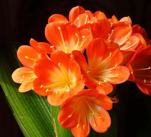 君子兰种子的种植一般多少天出芽,君子兰一叶苗上的种子有什么作用