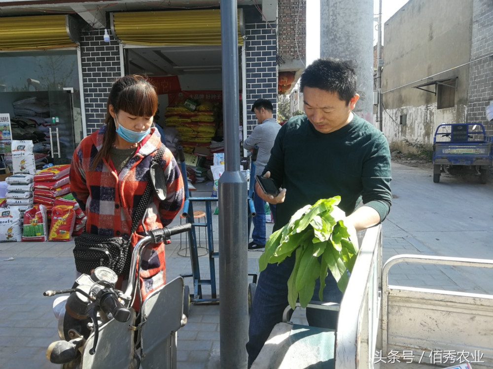 农村种植什么能够快速稳定赚钱呢,在农村种植什么投资小赚钱快