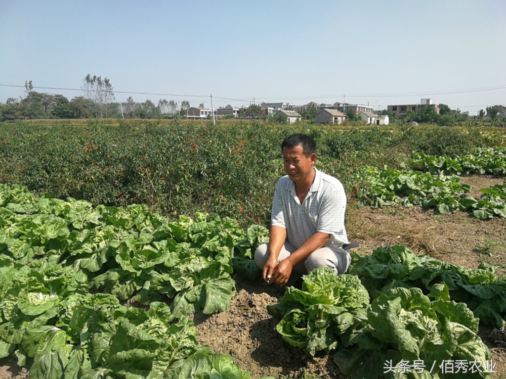 农村种植什么能够快速稳定赚钱呢,在农村种植什么投资小赚钱快