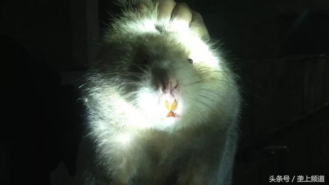 养竹鼠可以发家致富吗,养竹鼠需要大量的竹子吗