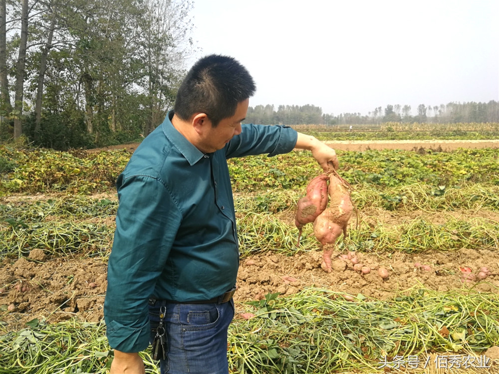 农村种植什么能够快速稳定赚钱呢,在农村种植什么投资小赚钱快