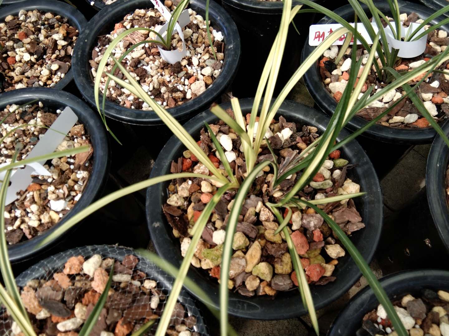 兰花病虫害大全及防治方法,兰花常见病虫害以及常用防治措施