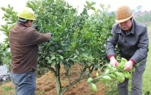 柚子种植后多久能生根,柚子高产管理技巧
