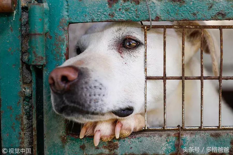 犬舍买狗需要注意什么问题和细节,买幼犬要注意哪些