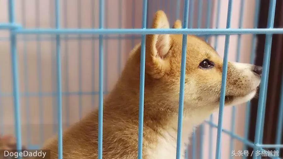 犬舍买狗需要注意什么问题和细节,买幼犬要注意哪些