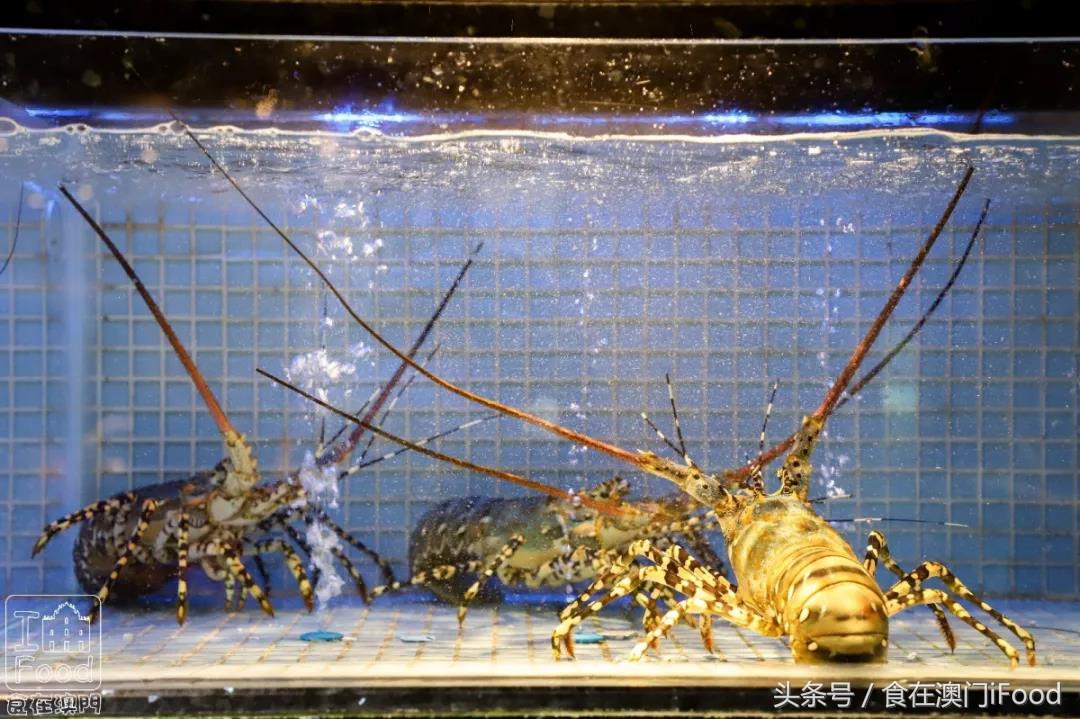 海鲜火锅探店点赞最高的,爆款海鲜火锅探店