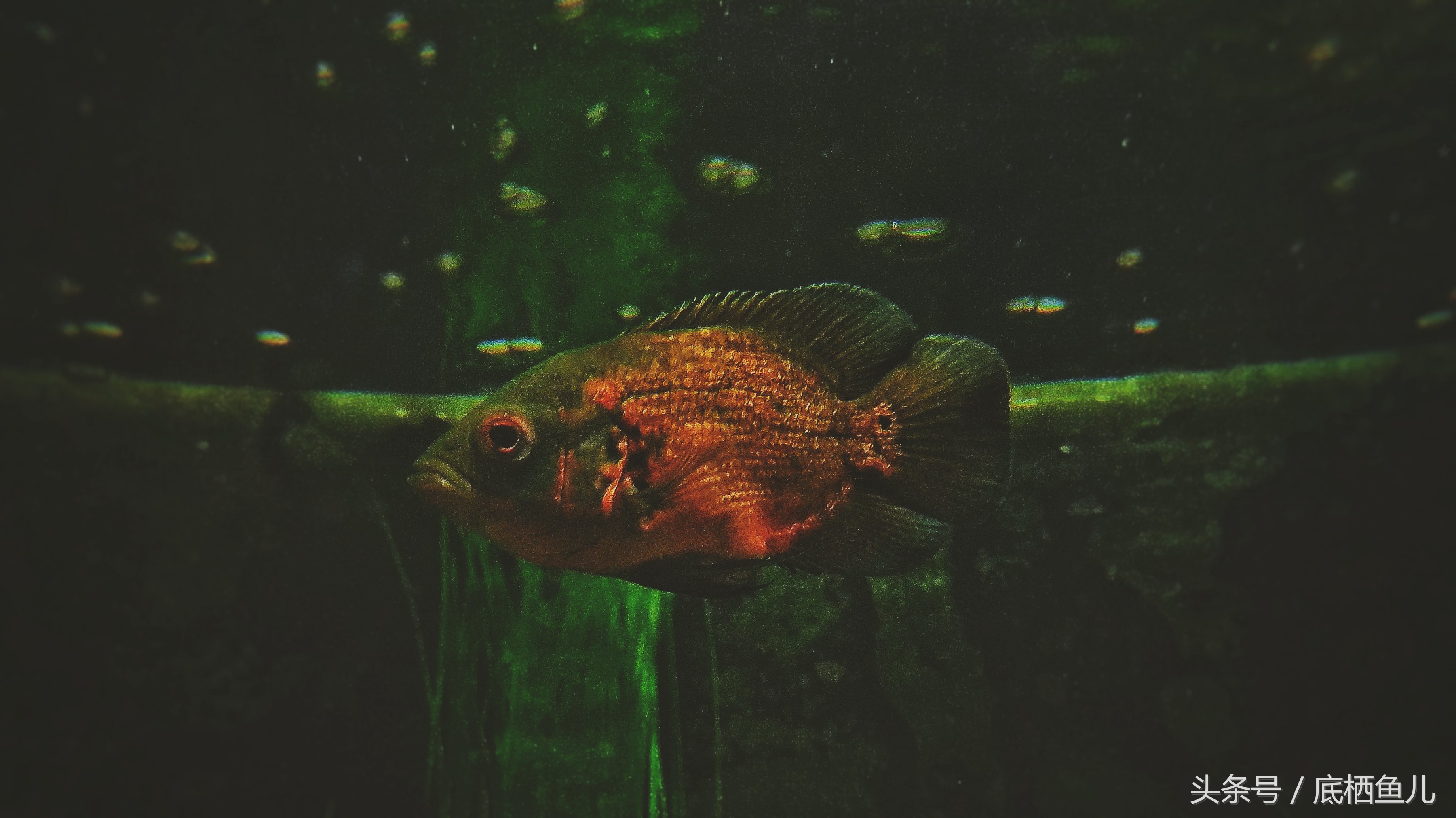 地图鱼的饲养方法与注意事项,地图鱼饲养注意事项大全