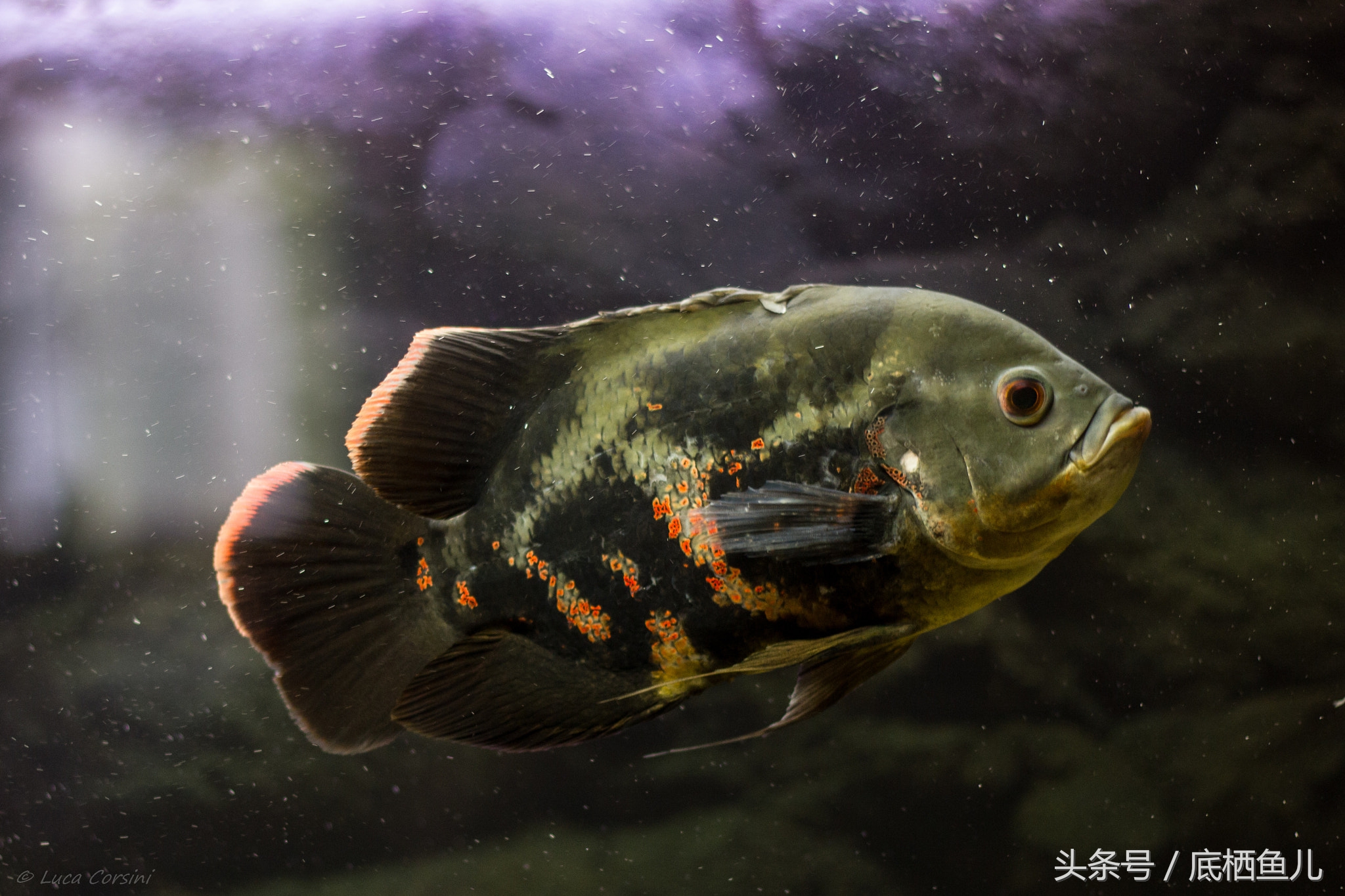 地图鱼的饲养方法与注意事项,地图鱼饲养注意事项大全