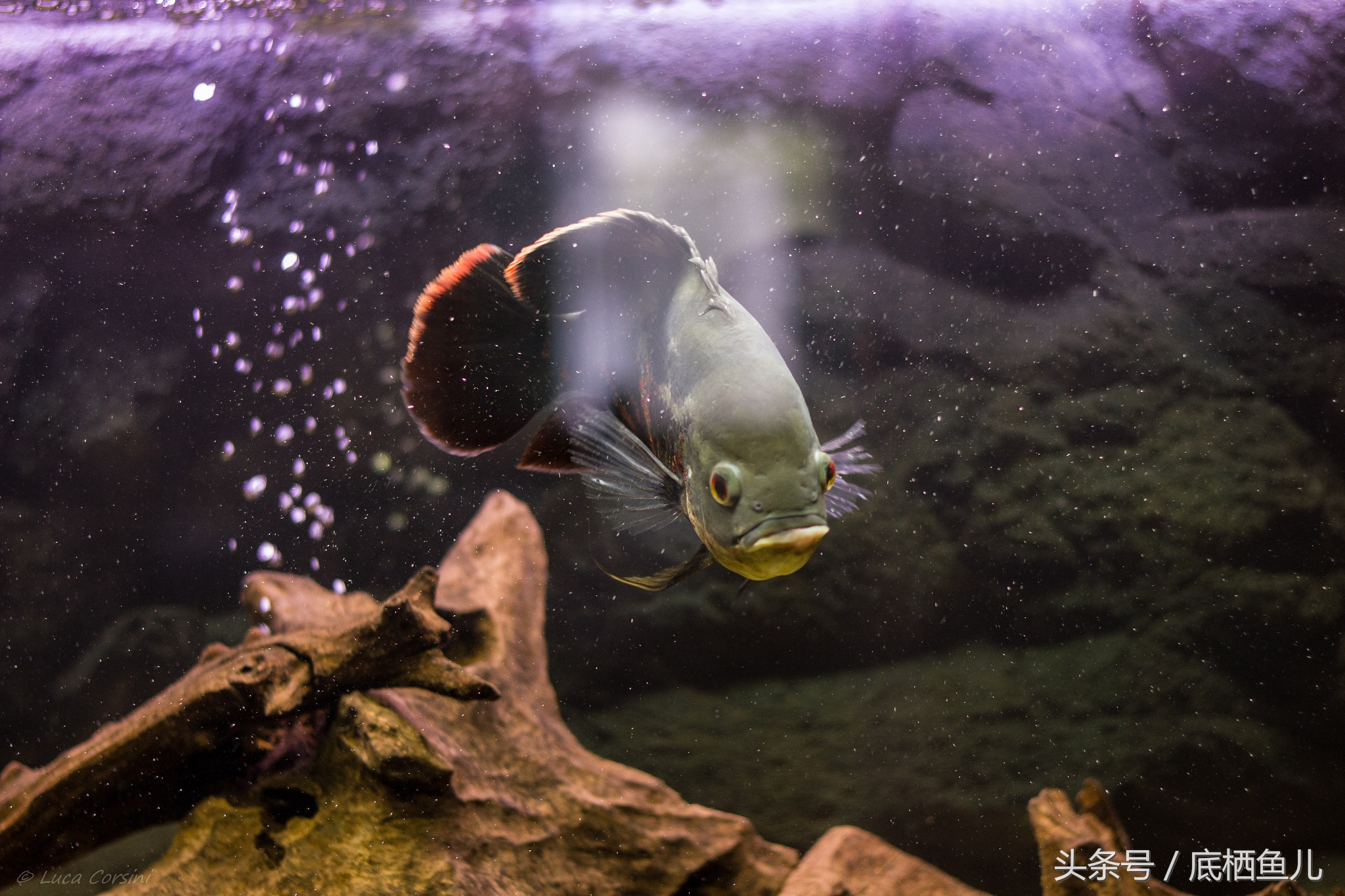 地图鱼的饲养方法与注意事项,地图鱼饲养注意事项大全