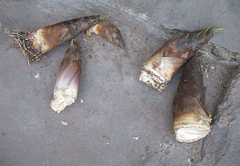 家庭自制笋干的方法,晒笋干是直接晒还是用水焯一下