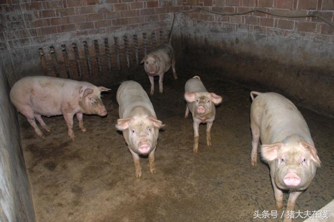 猪营养性腹泻怎么治疗和调整,猪流行腹泻的症状和治疗方法