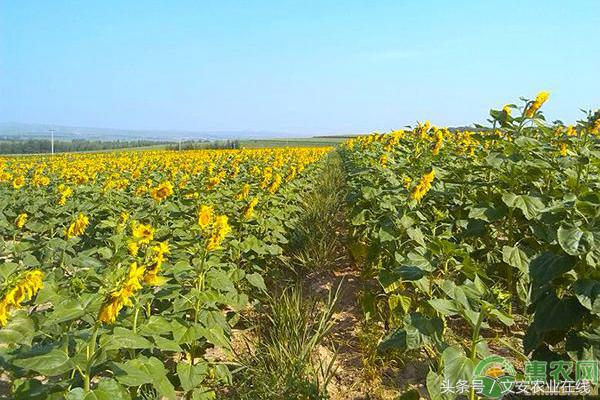 内蒙古葵花籽价格最新行情,生葵花籽批发价格是多少钱一斤