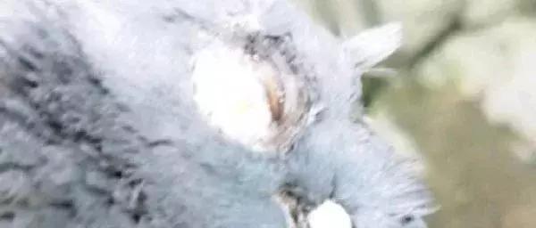 养殖鸽子危险,关于饲养信鸽是否违法