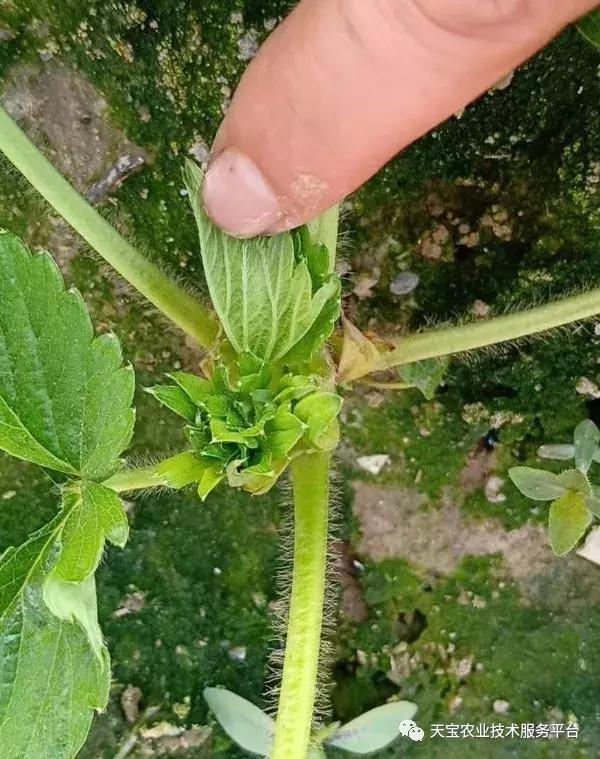 草莓不出花芽,草莓花芽分化的最佳方法
