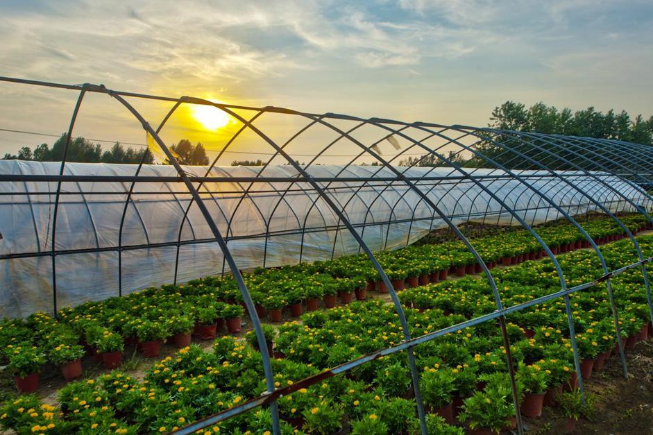 大棚地上长青苔用什么办法治,大棚里青苔怎么处理