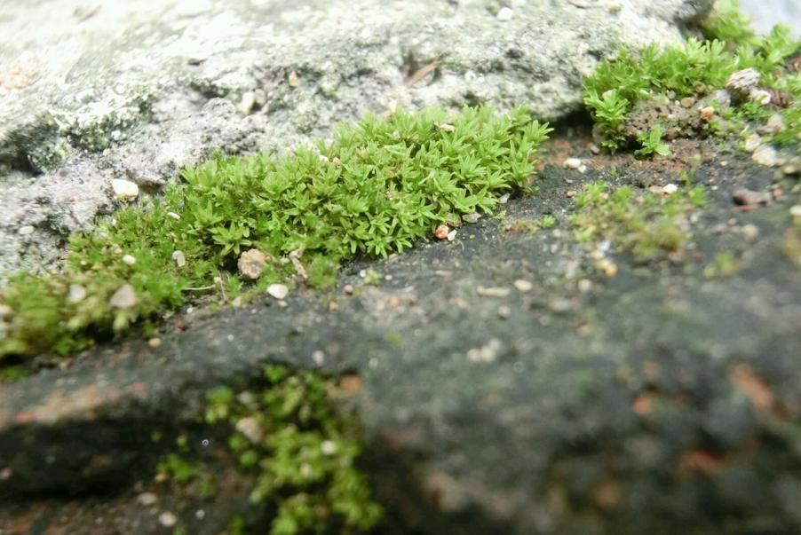 大棚地上长青苔用什么办法治,大棚里青苔怎么处理