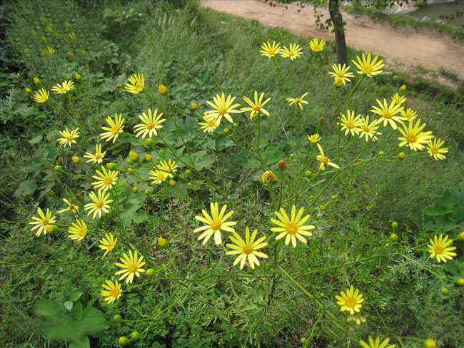 中药材千里光的图片,中药材千里光出售