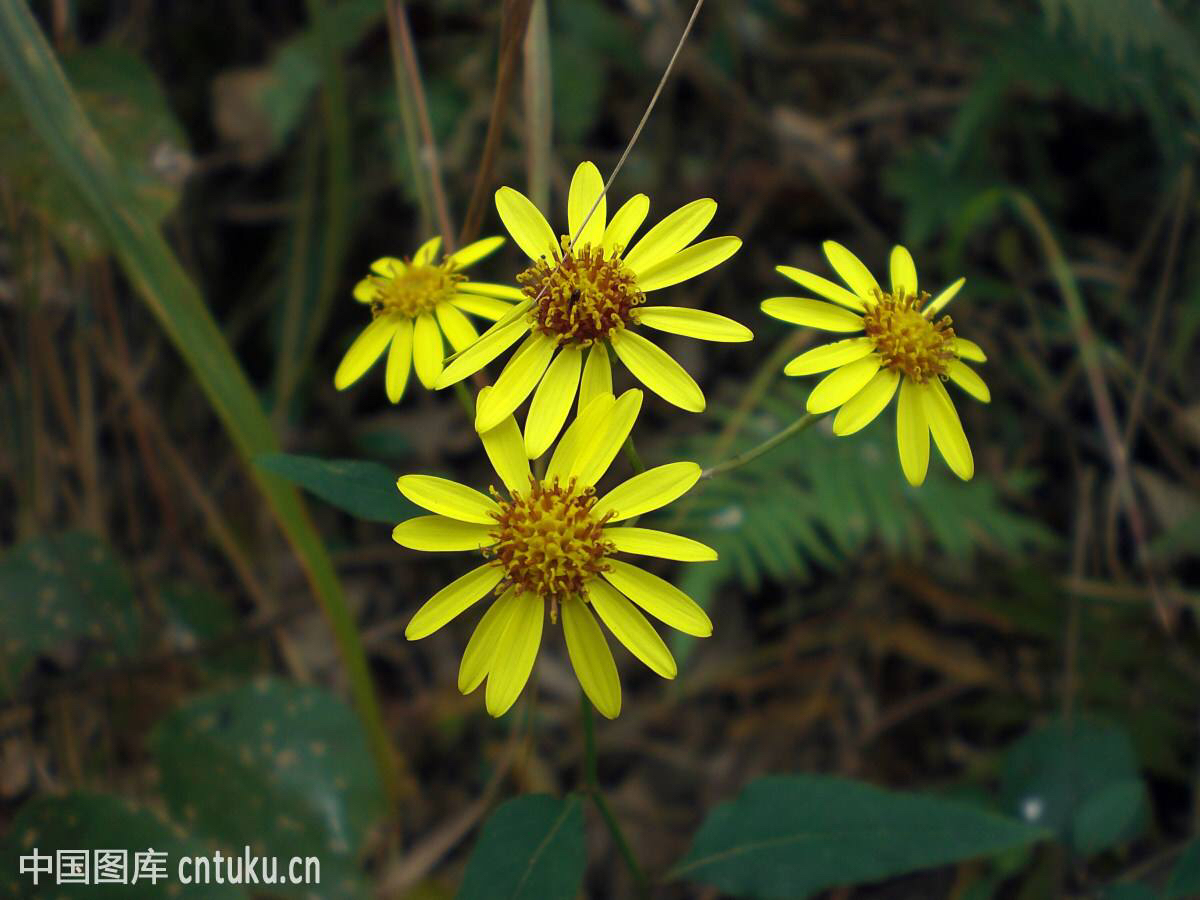 中药材千里光的图片,中药材千里光出售
