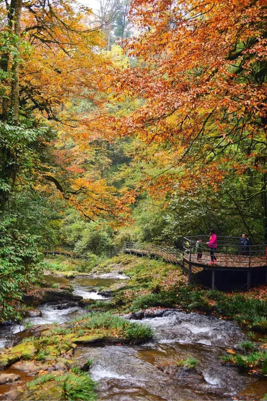 成都出发哪条线路秋景最美,成都出发两小时看满山红叶