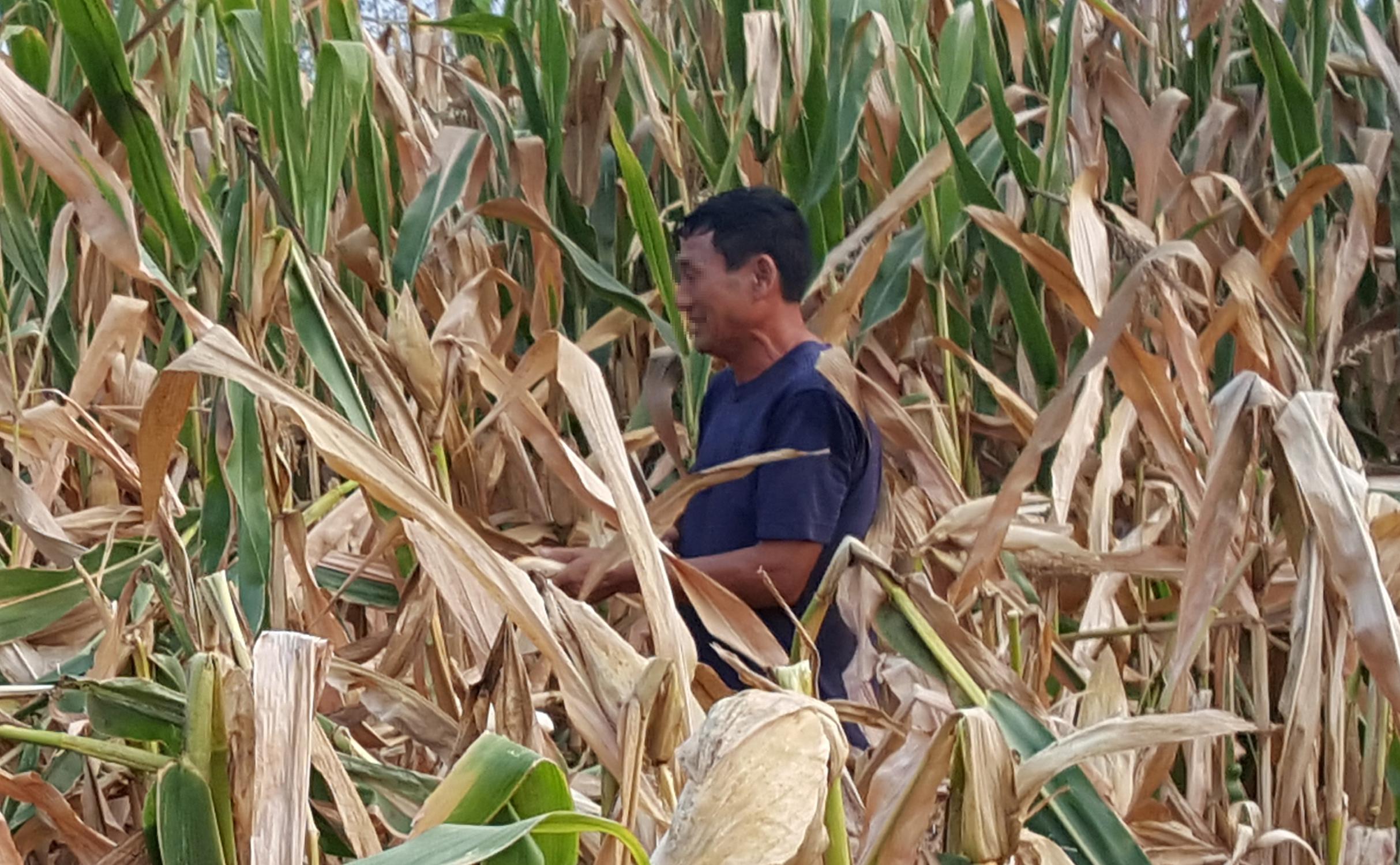 2021年临储玉米拍卖,临储玉米价格最新报告