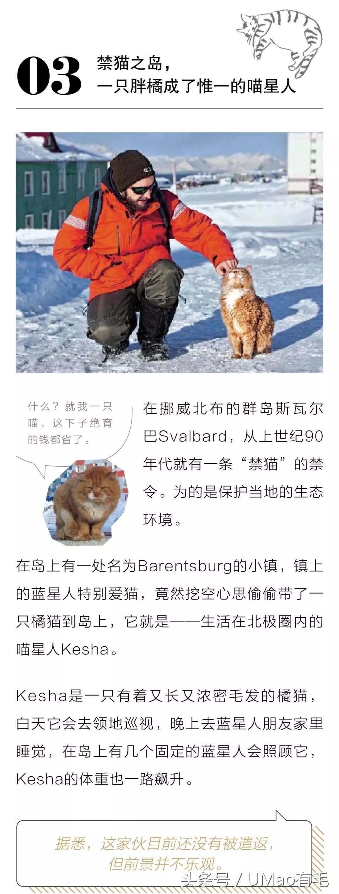 养猫人才懂的8大迷惑事件,养猫被忽悠的那些事