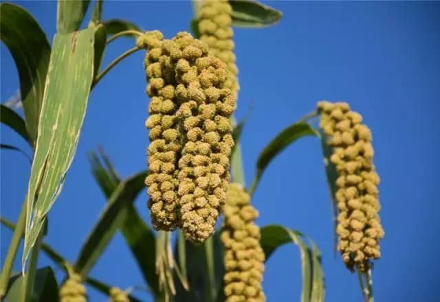 熬出久违的米油,好喝养胃!给家人最好的呵护!