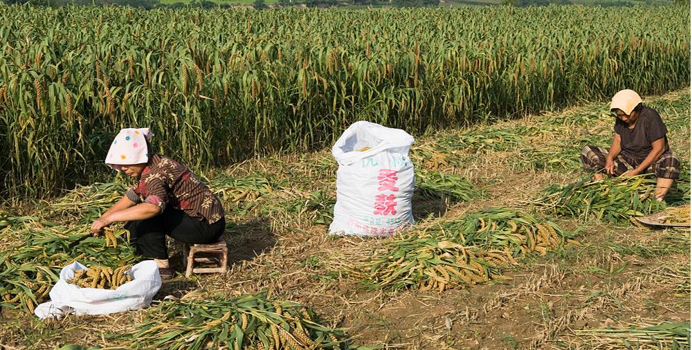 熬出久违的米油,好喝养胃!给家人最好的呵护!