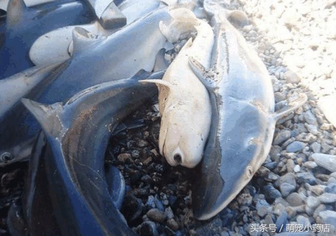 男子江边捞到奇特怪鱼,男子发现惊奇怪鱼