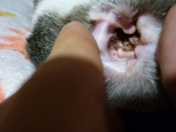 猫耳护理,猫日常护理洗耳液