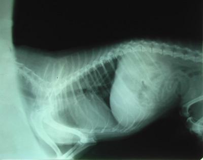 猫得了猫瘟怎样才能大概率治疗好,医院误诊导致肺炎