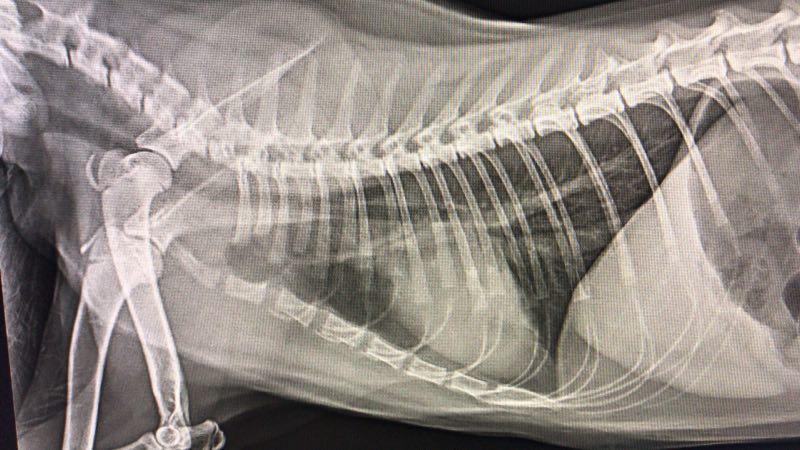 猫得了猫瘟怎样才能大概率治疗好,医院误诊导致肺炎