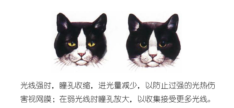 关于猫咪眼睛的小常识,关于猫咪眼睛的5个小秘密