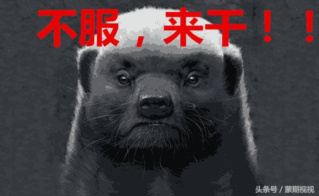 无所畏惧的蜜獾,无所畏惧的蜜獾自然传奇