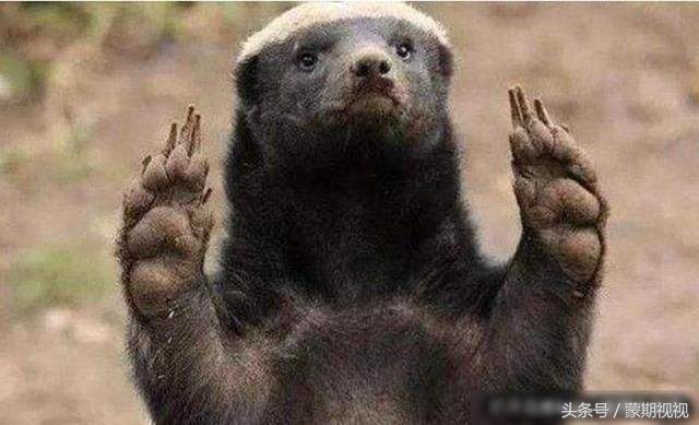 无所畏惧的蜜獾,无所畏惧的蜜獾自然传奇