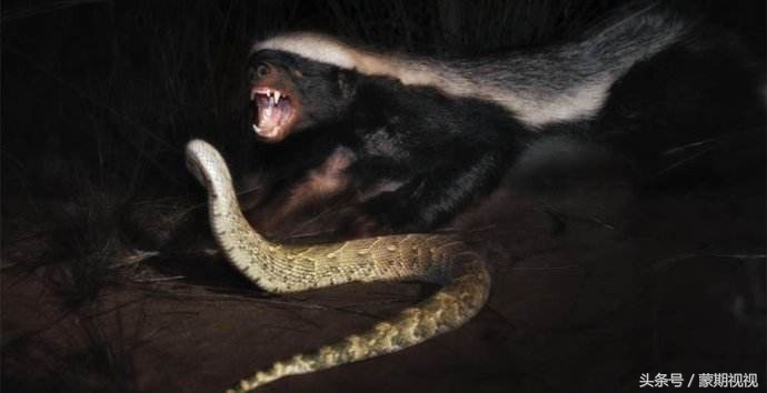 无所畏惧的蜜獾,无所畏惧的蜜獾自然传奇