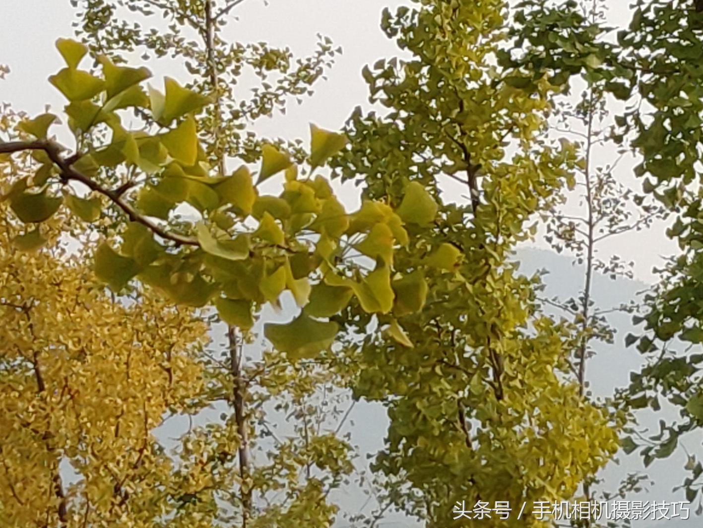 手机怎么拍出单反的效果,手机如何拍出单反相片