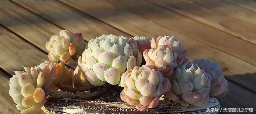 多肉老桩之美,多肉老桩欣赏最新
