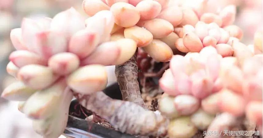 多肉老桩之美,多肉老桩欣赏最新