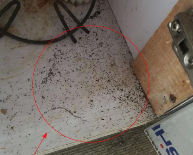 家里有蟑螂怎样驱蟑螂小妙招,家里有蟑螂怎么办蟑螂要怎样灭