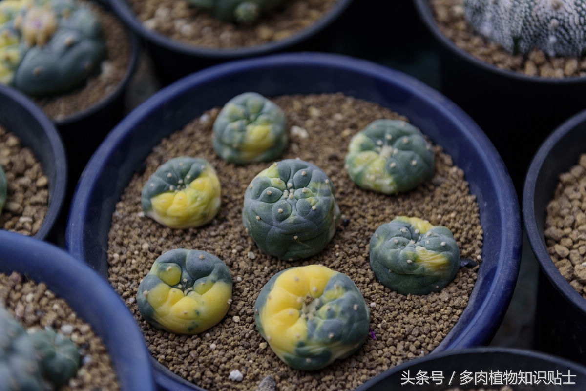 仙人球种子直接种植,仙人球种植视频