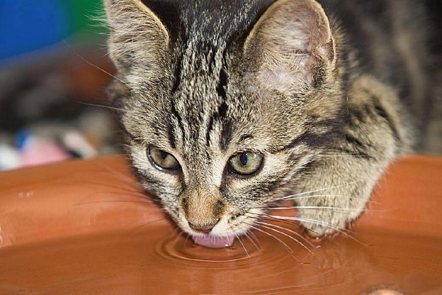 猫咪得了尿结石拉血和拉稀,猫咪得了尿石症