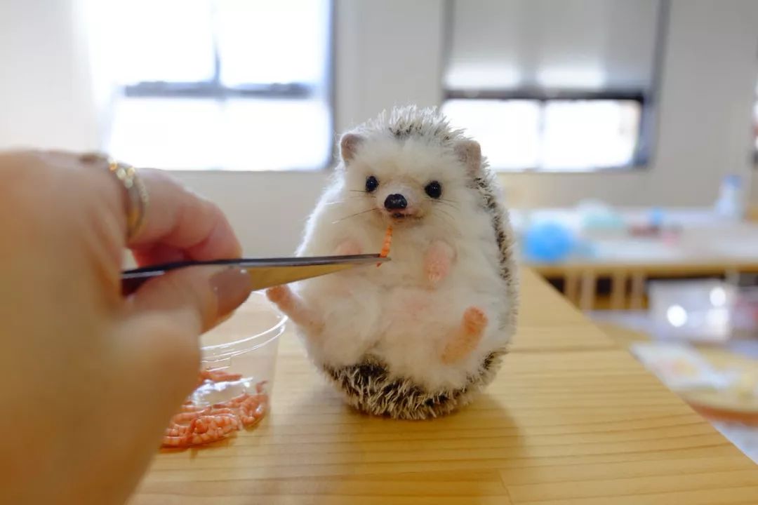 羊毛毡小动物作品初学者,小刺猬毛毡手工